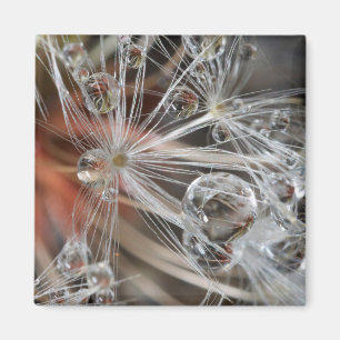 Imán Diente de León Abstracto