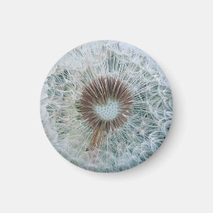 Imán Diente de León Blanco Precioso