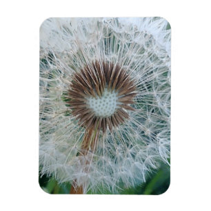 Imán Diente de León Blanco Precioso