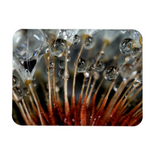 Imán Diente de león y gotas de agua, CA
