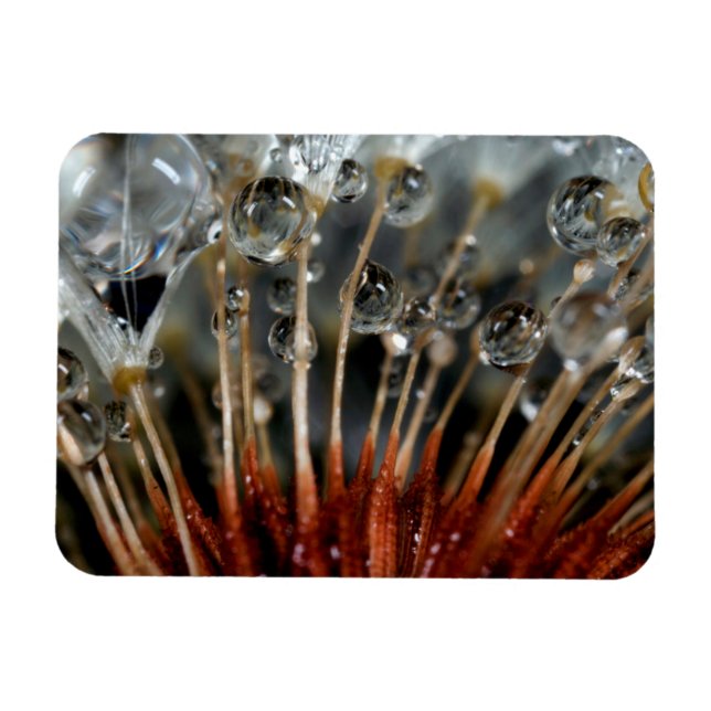 Imán Diente de león y gotas de agua, CA (Horizontal)