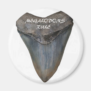 Imán Diente del tiburón de Megalodon