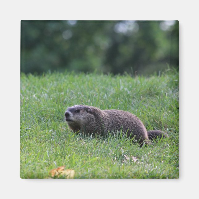 Imán Digger del agujero del diablo (Frente)