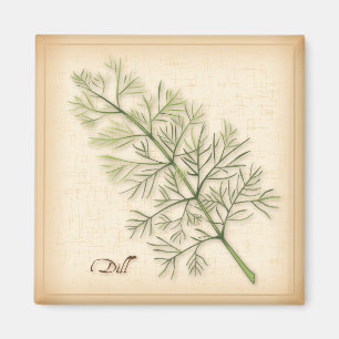 Imán Dill Herb, Dill Weed