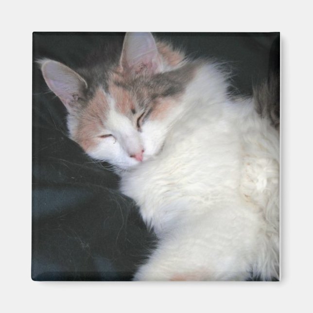 Imán Diluir Calico Kitten durmiendo (Frente)