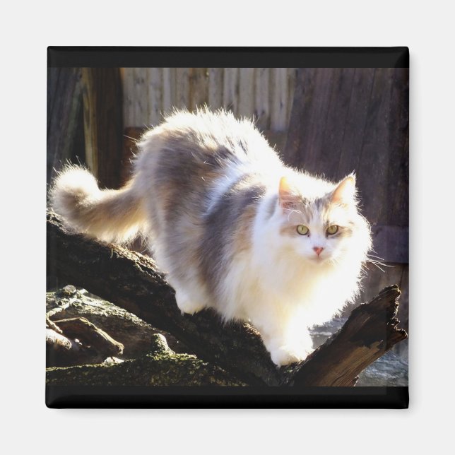 Imán Diluir Calico Maine Coon Cat Magnet (Frente)