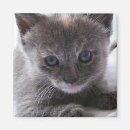 Imán Diluir Tortoiseshell