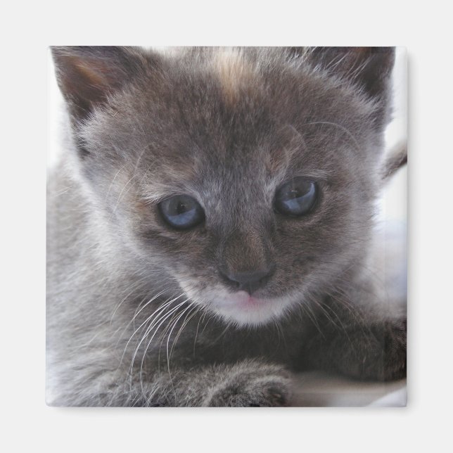 Imán Diluir Tortoiseshell (Frente)