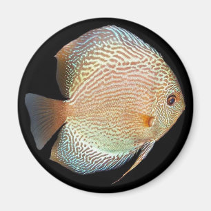 Imán disco