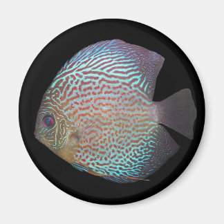 Imán discus 2
