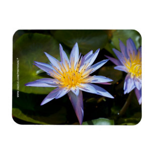 Imán Diseño Botánico Floral de Nenúfar Tropical