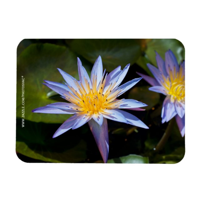 Imán Diseño Botánico Floral de Nenúfar Tropical (Horizontal)