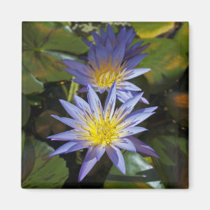 Imán Diseño Botánico Floral de Nenúfar Tropical
