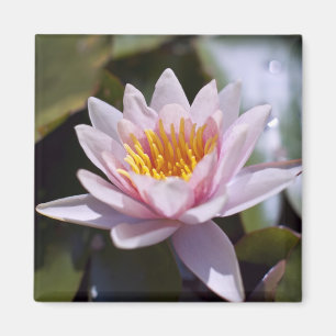 Imán Diseño Botánico Floral de Nenúfar Tropical