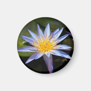 Imán Diseño Botánico Floral de Nenúfar Tropical