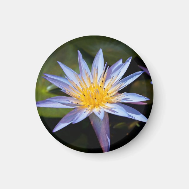 Imán Diseño Botánico Floral de Nenúfar Tropical (Frente)
