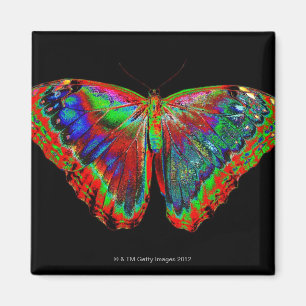 Imán Diseño colorido de la mariposa contra el contexto