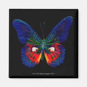 Imán Diseño colorido de la mariposa contra el contexto