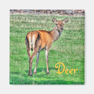Imán Diseño de animales de vida silvestre de ciervos y