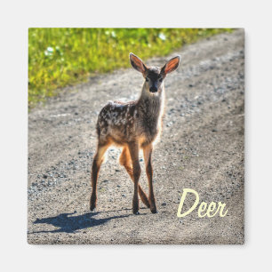 Imán Diseño de animales salvajes macho venado Fawn