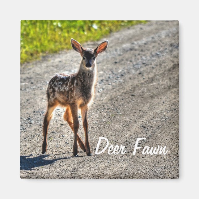 Imán Diseño de animales salvajes macho venado Fawn (Frente)