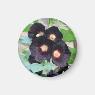 Imán Diseño de Foto Floral de Pensamiento Negro Oscuro