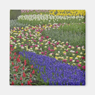 Imán diseño de jardín de jacinto de uva y tulipanes,