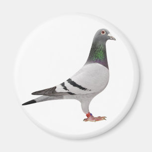 Imán diseño de la paloma