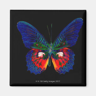 Imán Diseño de mariposa colorida contra fondo negro 2