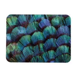 Imán Diseño de pluma de faisán azul-verde