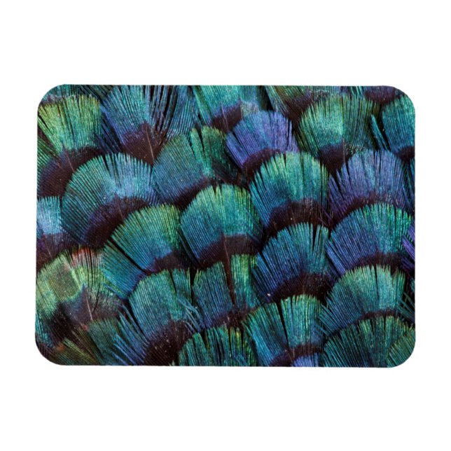 Imán Diseño de pluma de faisán azul-verde (Horizontal)