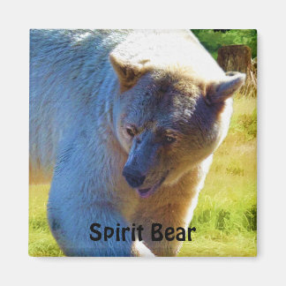Imán Diseño de vida silvestre Rara Kermode Bear (oso es