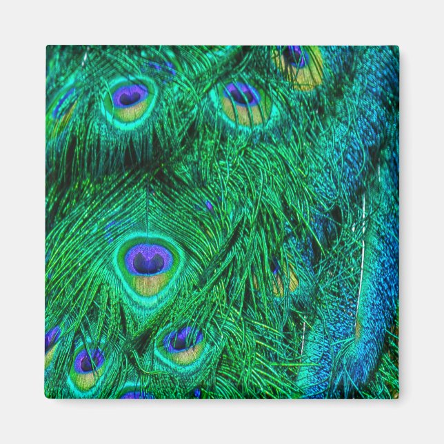 Imán Diseño fotográfico de plumas de pavo real radiante (Frente)