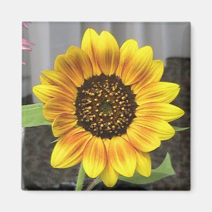 Imán Diseño grande del girasol - alrededor o cuadrado