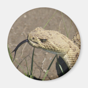 Imán Disparo a la cabeza de serpiente de cascabel de pr