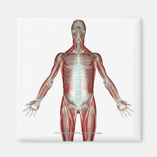 Imán Disposición de todos los músculos en el cuerpo hum