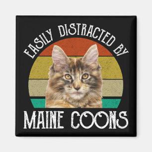 Imán Distraído Fácilmente Por Maine Coons
