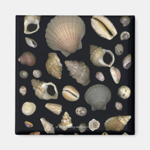 Imán Diversas cáscaras del mar