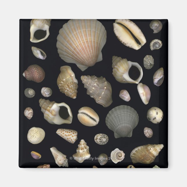 Imán Diversas conchas marinas (Frente)