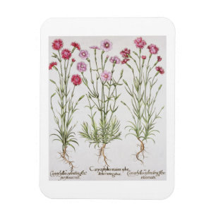 Imán Diversas variedades de clavel, del 'Hortus Ey