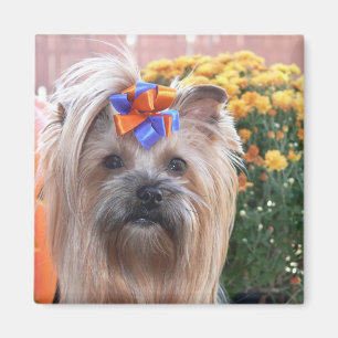 Imán Diversión de Yorkie de la caída