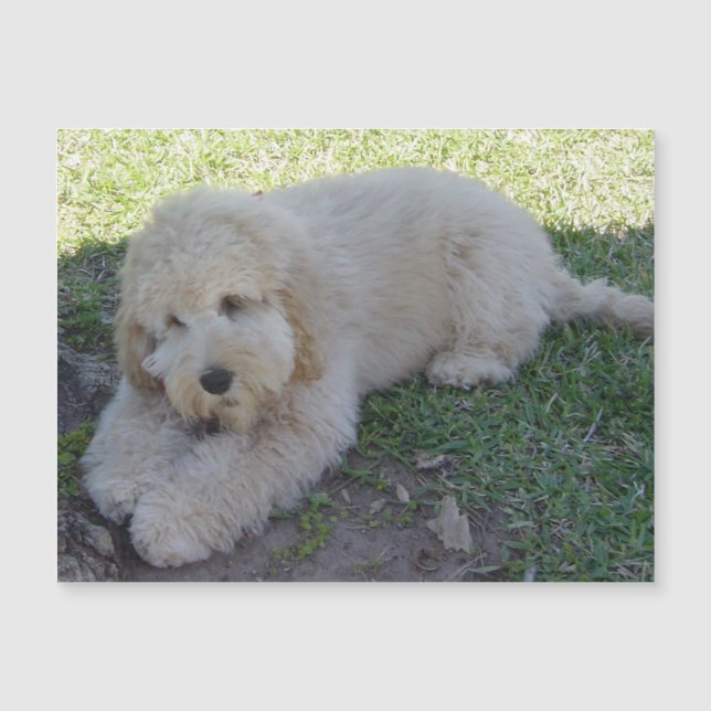 Imán divertido de cachorros de perro adorno a anim (Anverso)