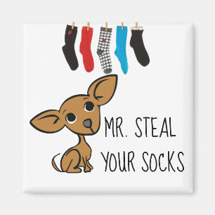Imán divertido de Sr. Steal Your Socks Chihuahua