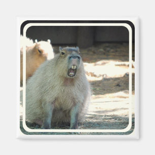 Imán divertido del Capybara