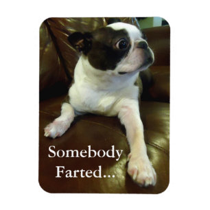 Imán divertido el Farting Boston Terrier