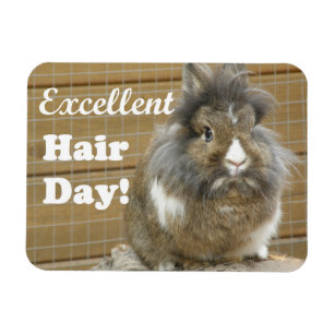 Imán Divertido "Excelente Día del Cabello" para el Cone