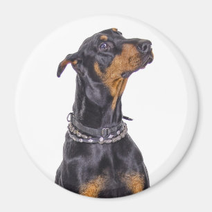 Imán Doberman con mirada disimulada