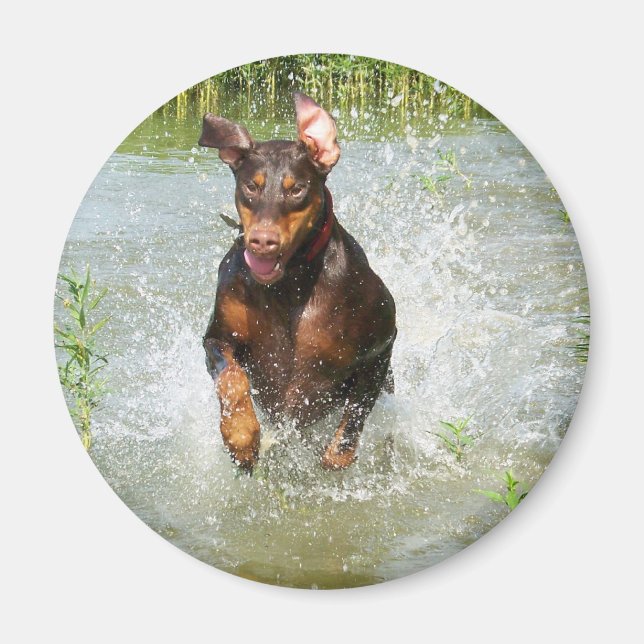 Imán Doberman Magnet (Frente)