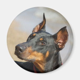 Imán Doberman Magnet