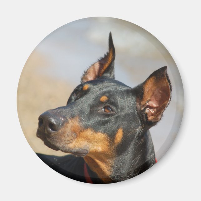 Imán Doberman Magnet (Frente)
